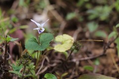 Viola serpens